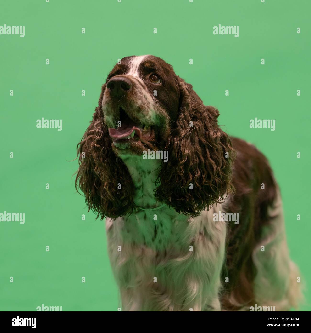 Inglese Springer Spaniel al Crufts Dog Show 2023 Foto Stock