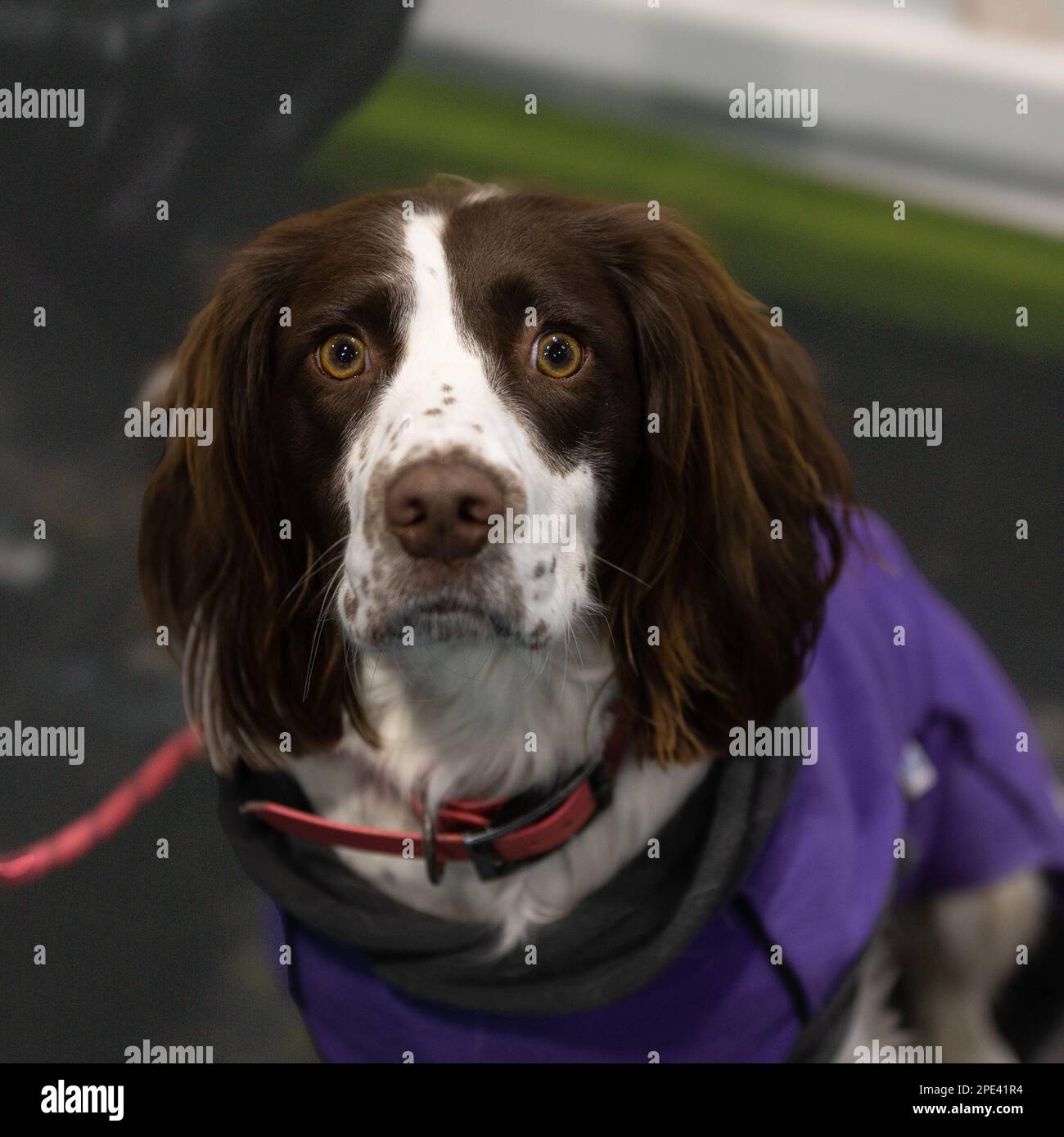 Inglese Springer Spaniel al Crufts Dog Show 2023 Foto Stock
