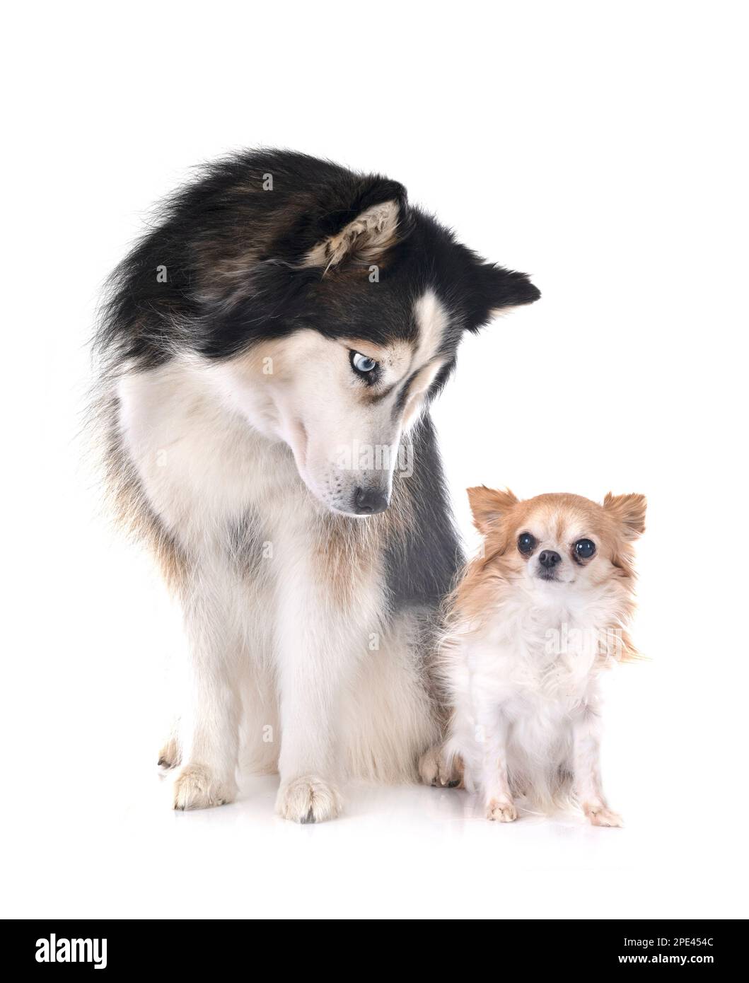 Giovane Husky siberiano e chihuahua di fronte a sfondo bianco Foto Stock