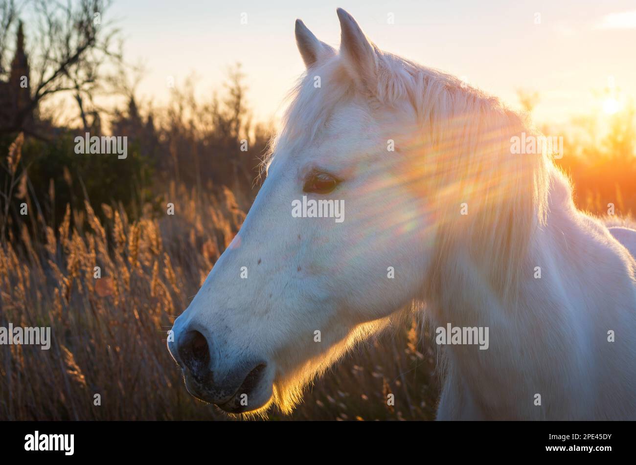 Cavallo bianco ritratto. Cavallo bianco in libertà. Foto Stock