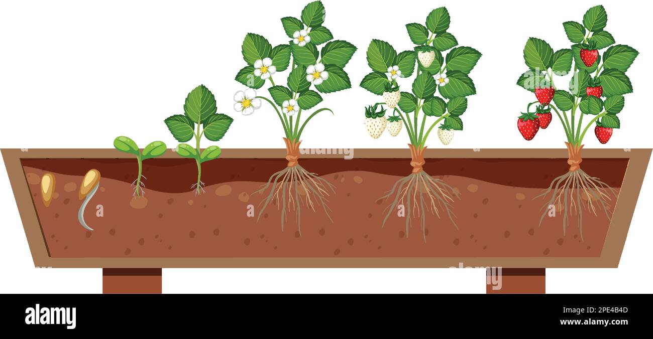 Le fasi di crescita di una pianta di fragola illustrazione Illustrazione Vettoriale