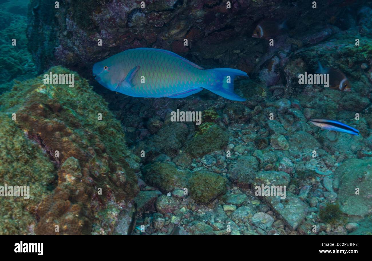 Un Parrotfish fotografato durante le immersioni a Netrani (Karnataka, India) Foto Stock