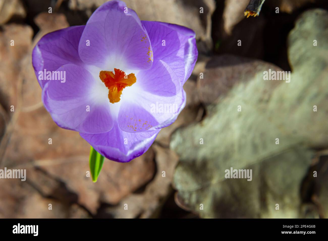 Primo piano di un croco boscoso, croco tommasinianus, fiore emergente in fiore. Foto Stock