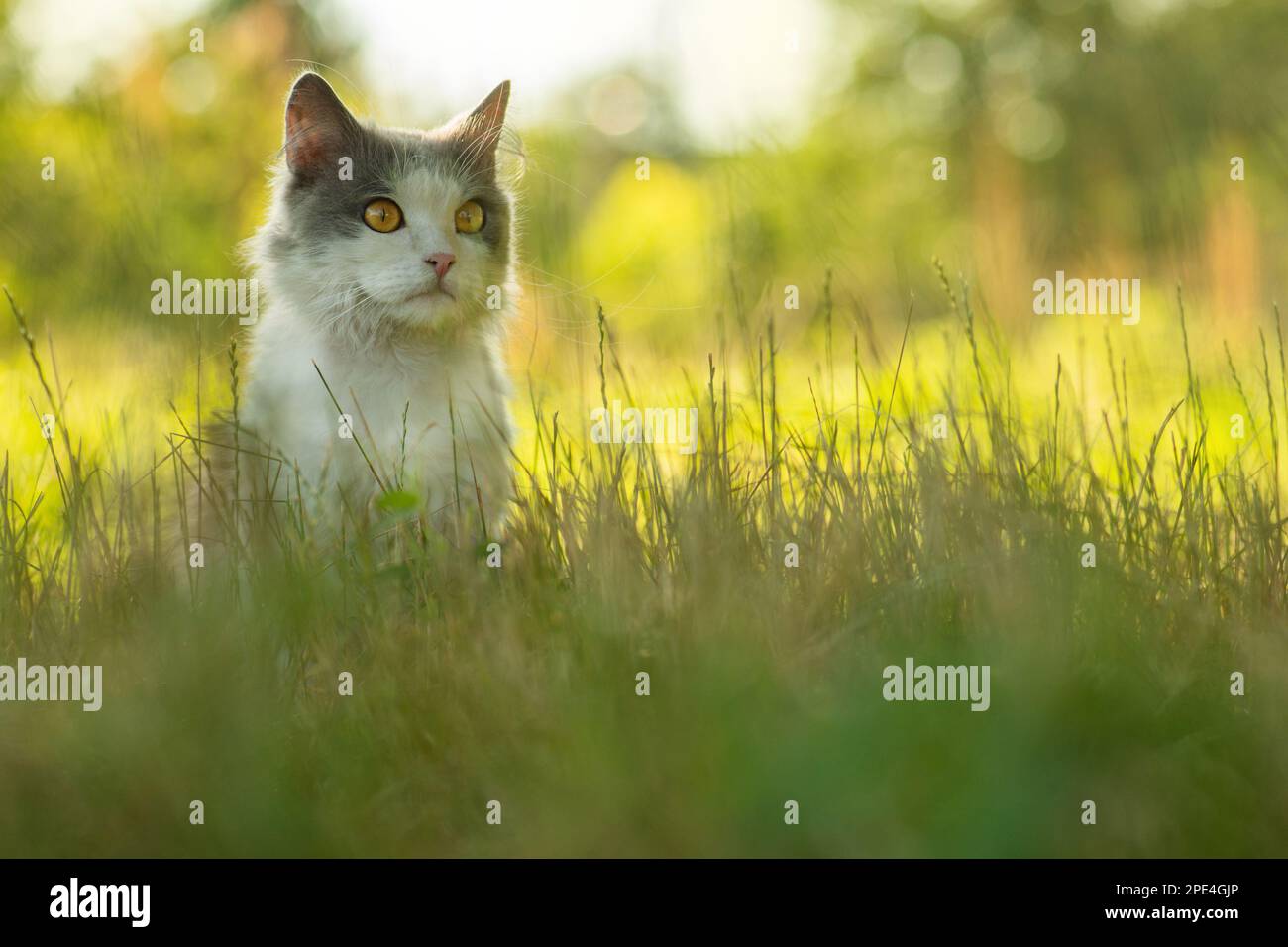 Gatto giardino amichevole comprese le piante da giardino non velenose sicuro Foto Stock
