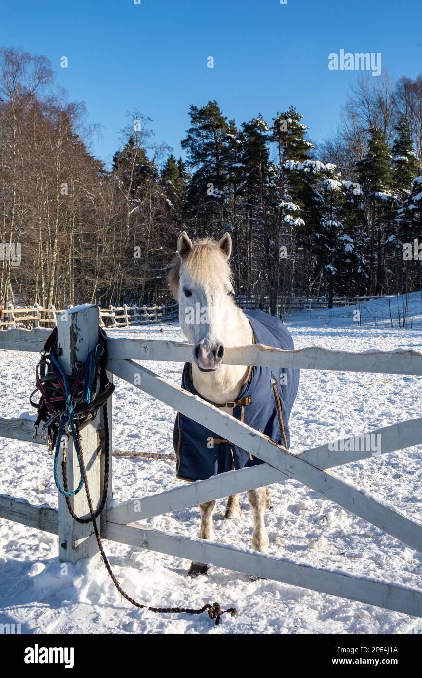 Coperta che indossa un cavallo bianco in un corteo innevato o in un paddock in una soleggiata giornata invernale nel quartiere Ruskeasuo di Helsinki, Finlandia Foto Stock