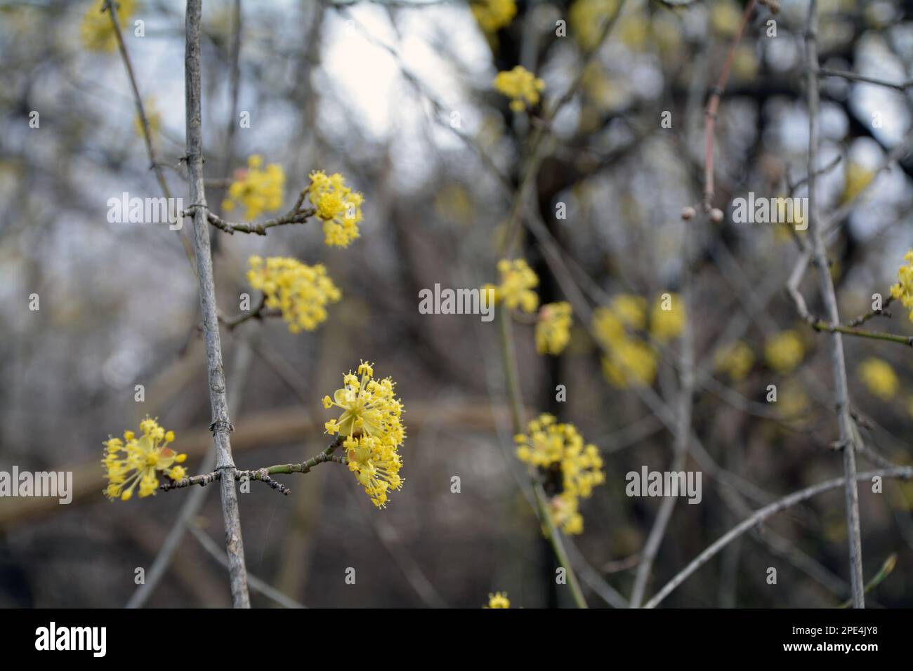 Un primo piano dei rami su un albero in fiore (Lindera obtusiloba) con fiori gialli in primavera. Immagine orizzontale con messa a fuoco selettiva Foto Stock