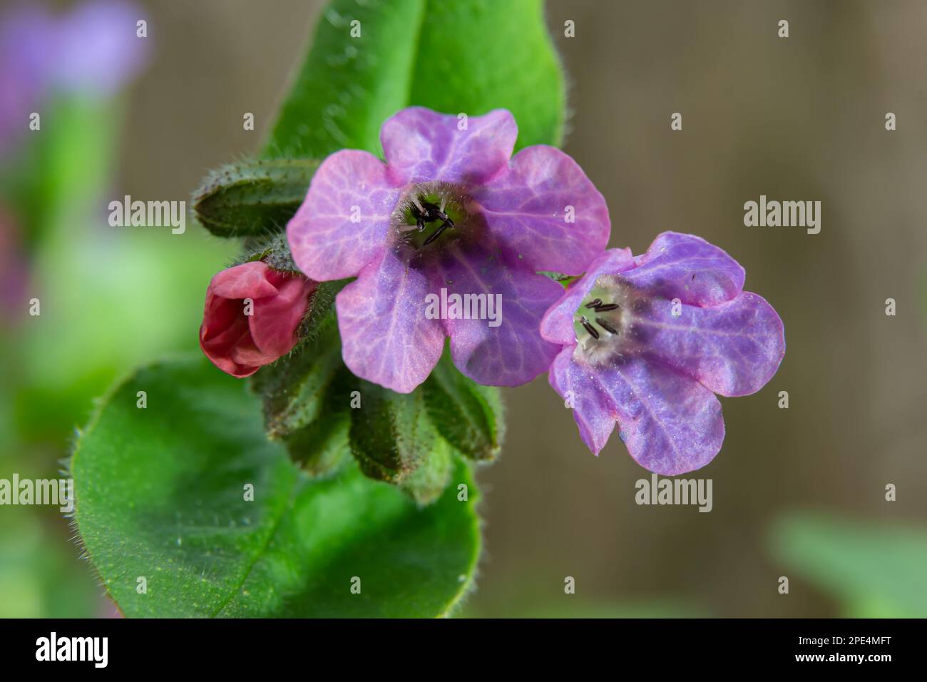 La Pulmonaria officinalis, comune nome Lungwort, comune Lungwort, lacrime di Maria o gocce di latte di nostra Signora, è un erbaceo rizomatoso sempreverde perenne Foto Stock