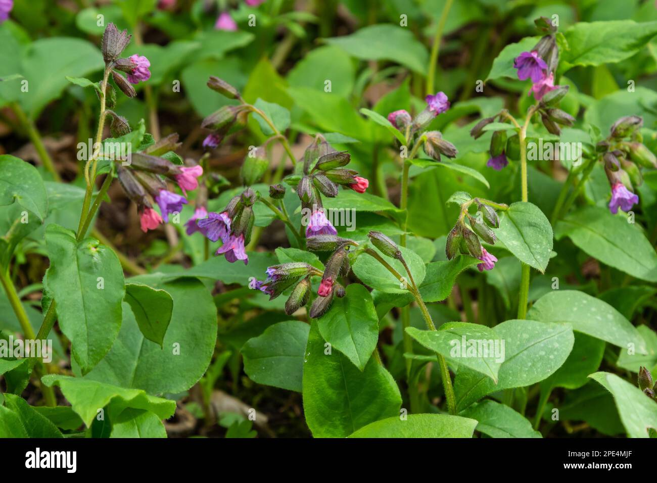 La Pulmonaria officinalis, comune nome Lungwort, comune Lungwort, lacrime di Maria o gocce di latte di nostra Signora, è un erbaceo rizomatoso sempreverde perenne Foto Stock