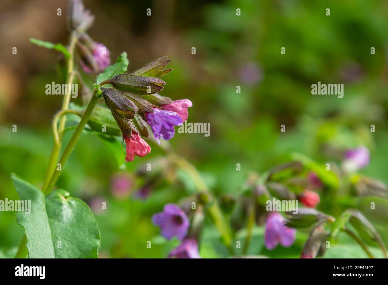 La Pulmonaria officinalis, comune nome Lungwort, comune Lungwort, lacrime di Maria o gocce di latte di nostra Signora, è un erbaceo rizomatoso sempreverde perenne Foto Stock