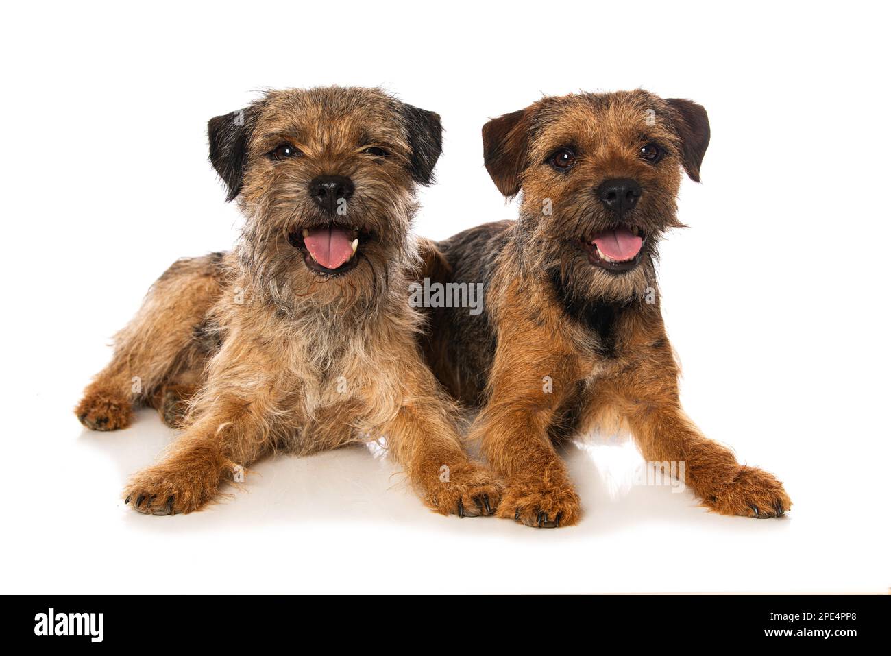 I cani di bordo terrier isolati su sfondo bianco si guarda alla fotocamera Foto Stock