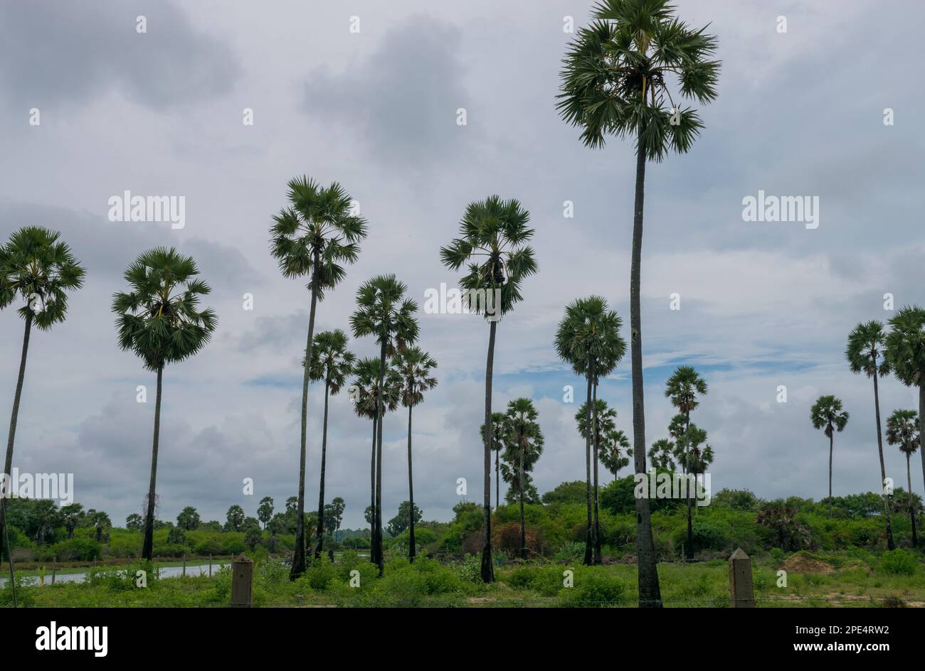 Palmyrah Tree Jaffna, Sri lanka Foto Stock