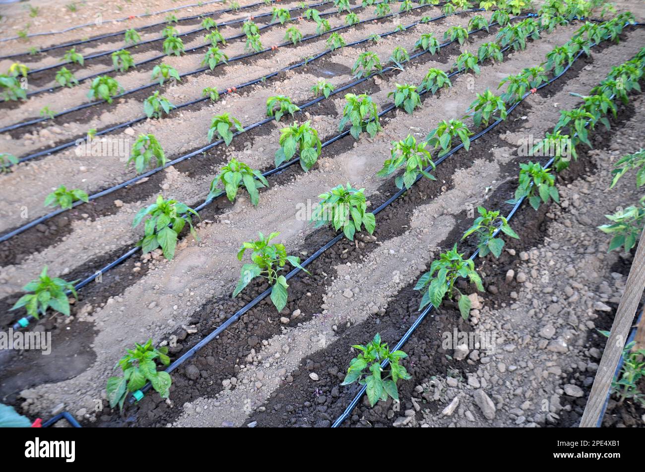 L'irrigazione a goccia è usata per coltivare le verdure in suolo organico Foto Stock