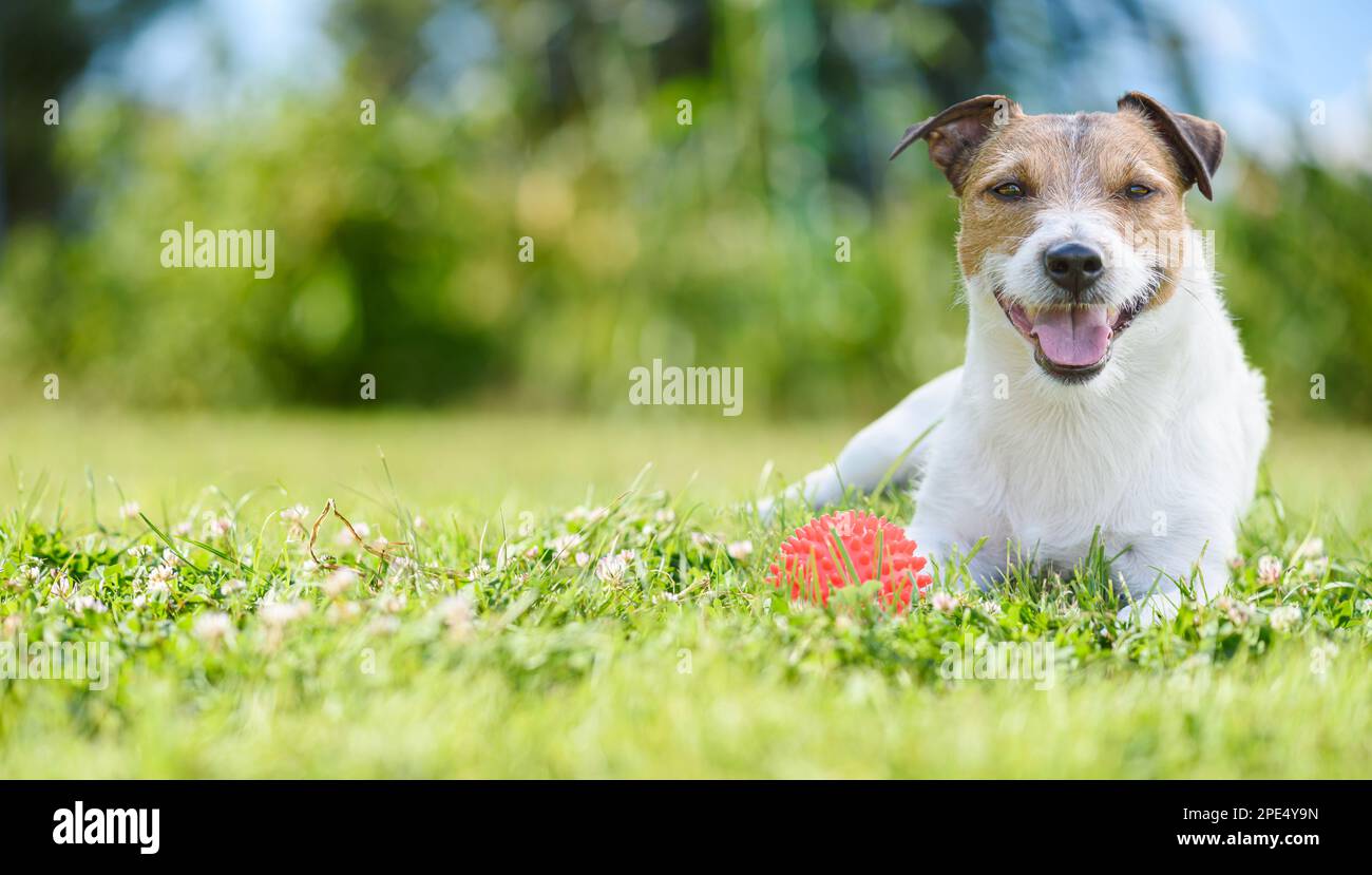 Felice cane sorridente sdraiato su erba verde con palla giocattolo riposo dopo il gioco attivo. Sfondo banner panoramico Foto Stock