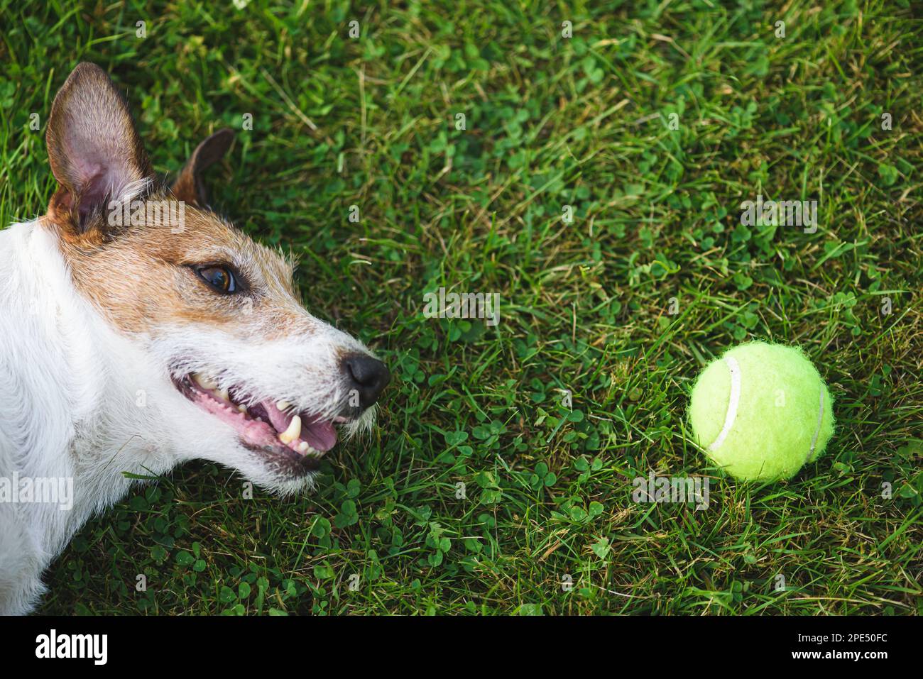 Profilo del cane sdraiato sull'erba e guardando la palla da tennis. Sfondo minimalistico divertente Foto Stock