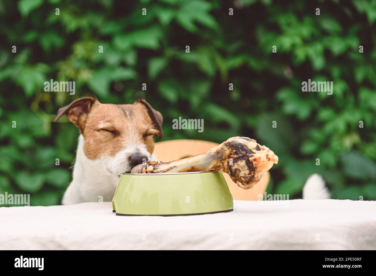 Cane felice con gli occhi chiusi che sniffing l'osso grande della carne in ciotola. Concetto di felicità del cane Foto Stock