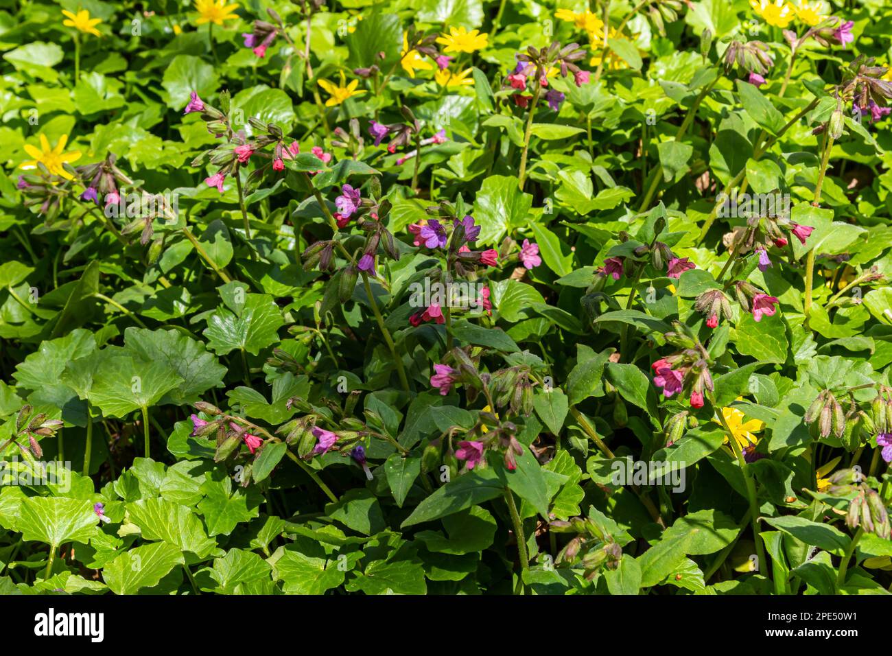 La Pulmonaria officinalis, comune nome Lungwort, comune Lungwort, lacrime di Maria o gocce di latte di nostra Signora, è un erbaceo rizomatoso sempreverde perenne Foto Stock