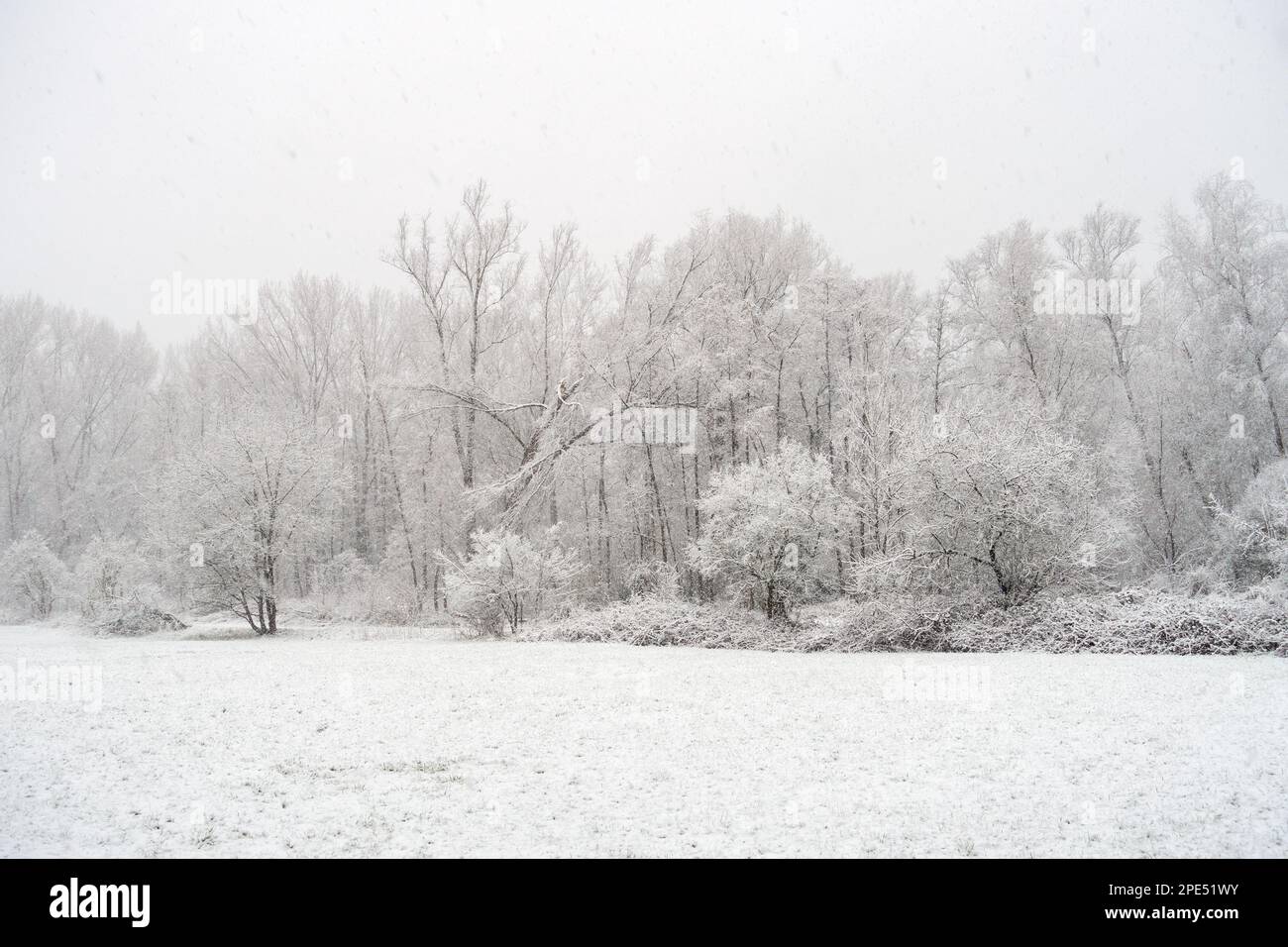Inizio dell'inverno a Meerbusch, Renania settentrionale-Vestfalia, Germania. Forte nevicata in una riserva naturale, Ilvericher Altrheinschlinge vicino a Düsseldorf. Foto Stock