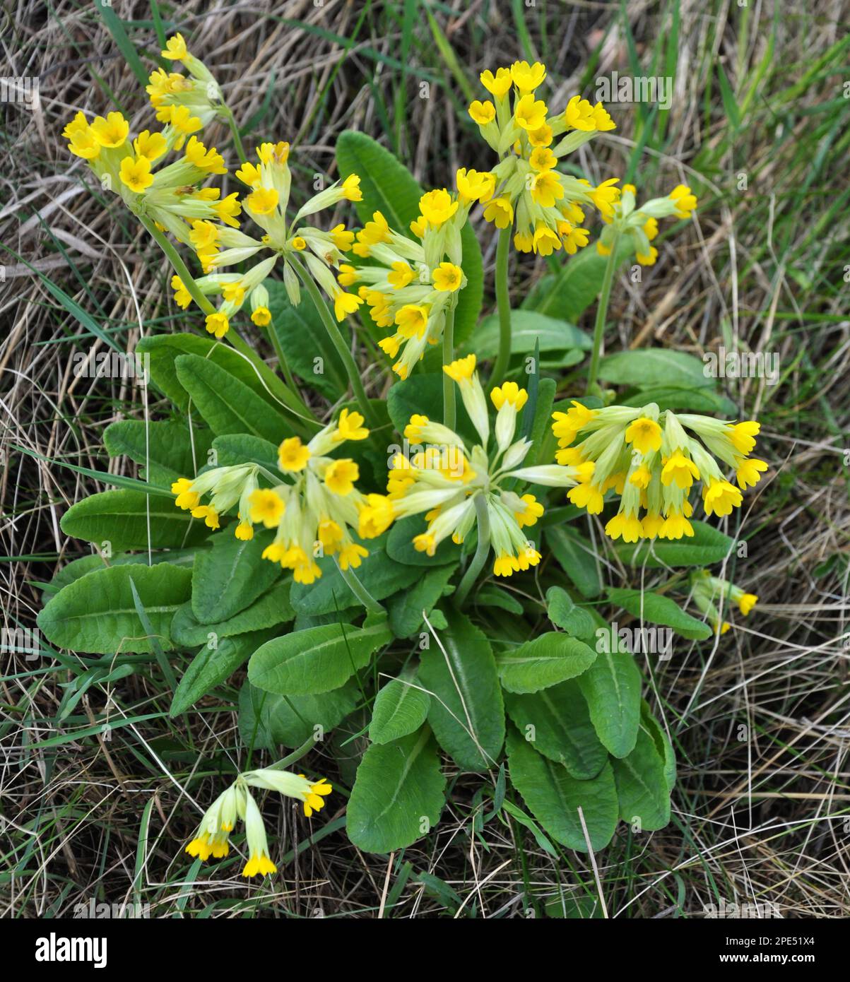 In primavera, la primula (Primula veris) fiorisce in natura Foto Stock