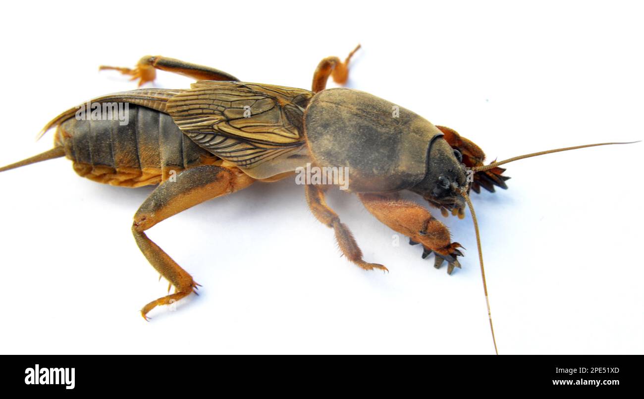 Un insetto peste gryllotalpa gryllotalpa, che danneggia molte piante nel terreno Foto Stock