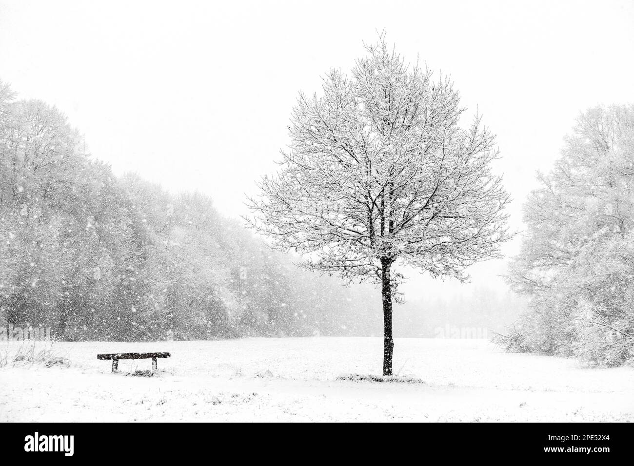 Inizio dell'inverno a Meerbusch, Renania settentrionale-Vestfalia, Germania. Forte nevicata in una riserva naturale, Ilvericher Altrheinschlinge vicino a Düsseldorf. Foto Stock