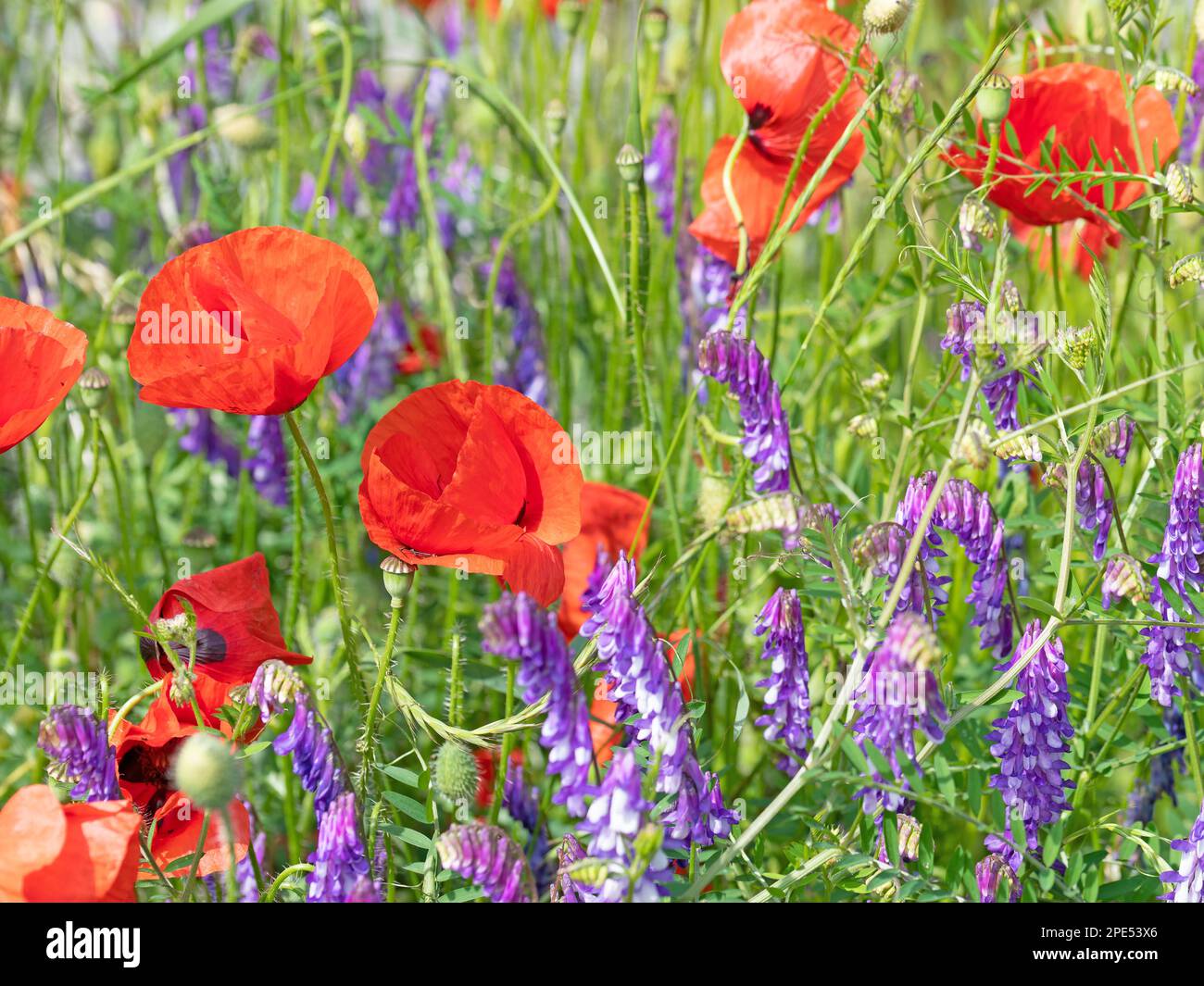 Papavero di mais rosso, rhoeas di papaver, in un prato Foto Stock