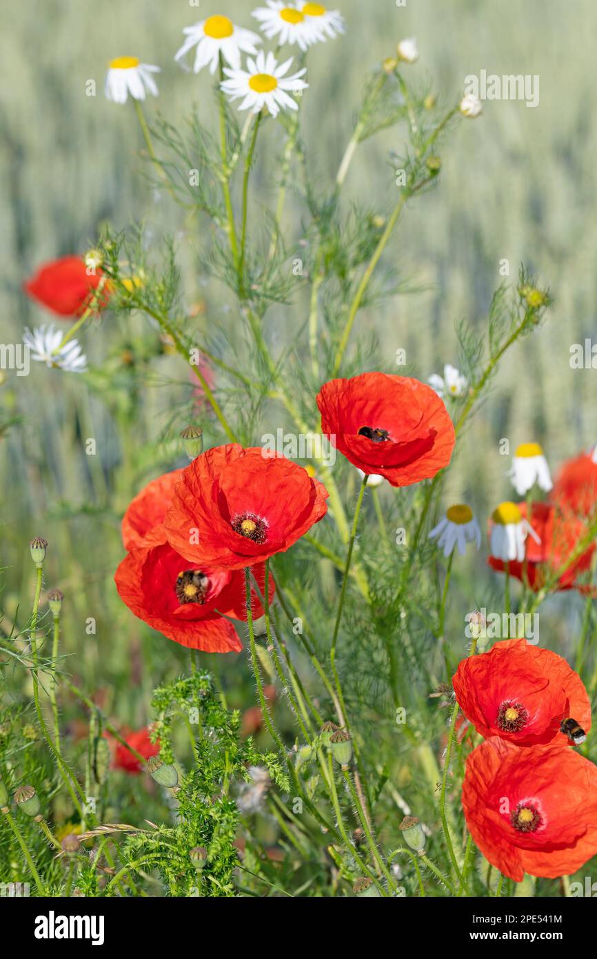 Papavero rosso, Papaver rhoeas, sul bordo del campo Foto Stock