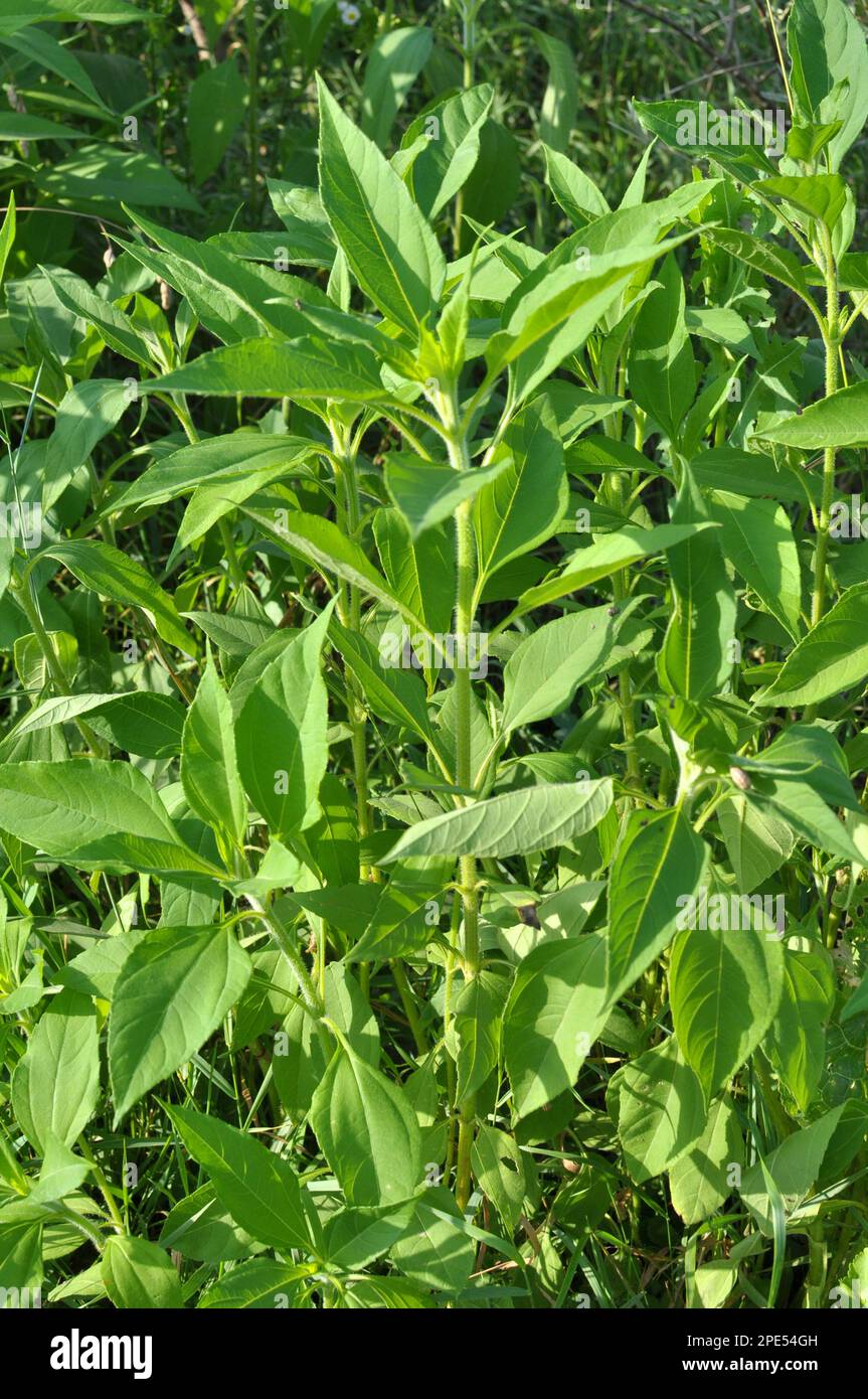 Il carciofo di Gerusalemme (Helianthus tuberosus) cresce in terreno aperto nel giardino Foto Stock