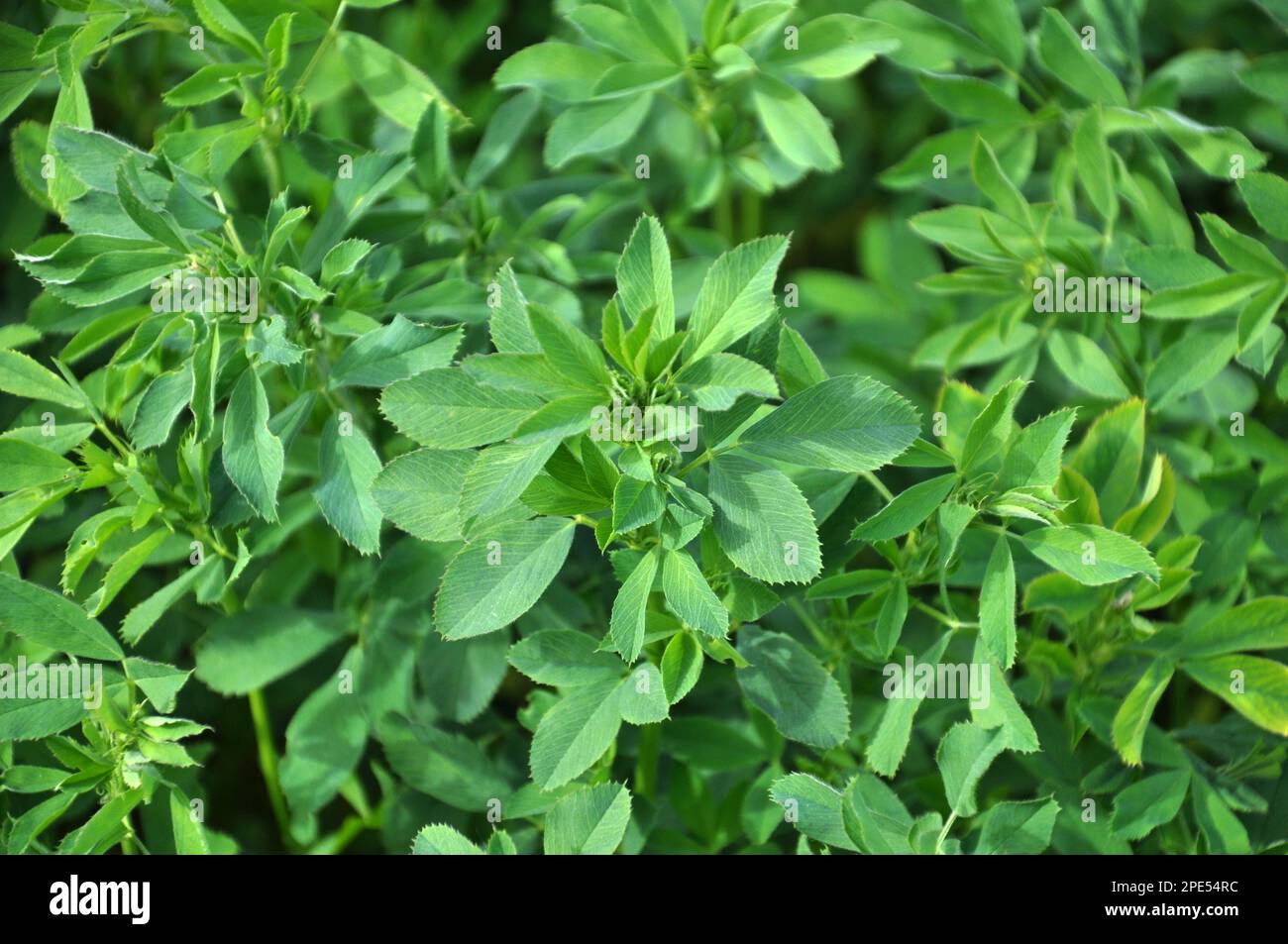 Nel campo primaverile cresce la giovane erba medica Foto Stock