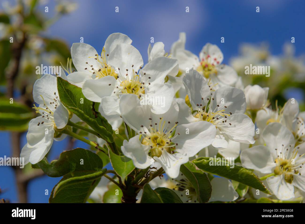 Fiore di pera e stagione primaverile. Pero in fiore. Sfondo sfocato.  Fioritura della pera all'inizio della primavera Foto stock - Alamy