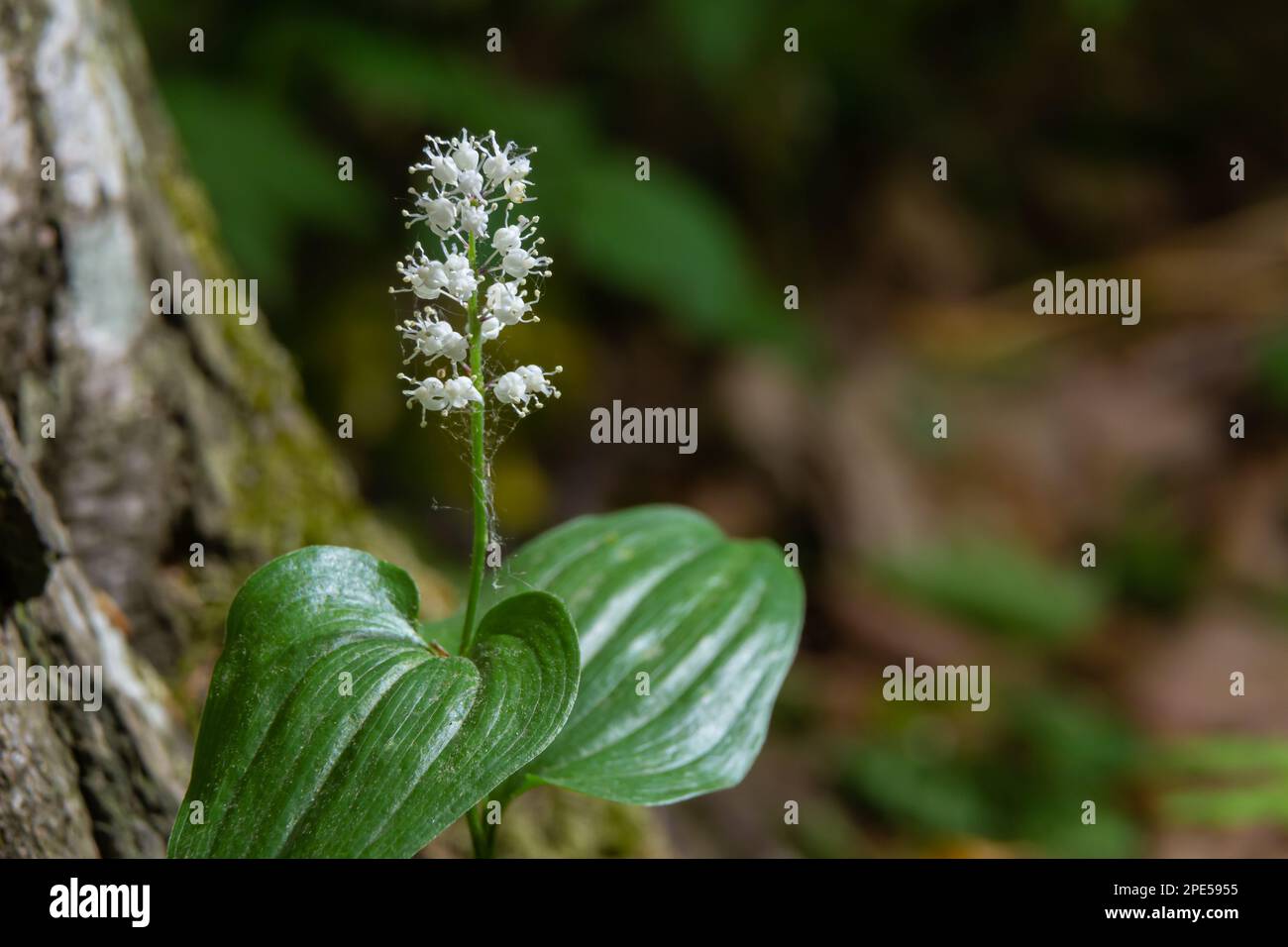 Produttore di frutti di bosco Snakeberry. Nome scientifico Maianthemum dilatum. Nella foresta primaverile, nell'ambiente naturale. Foto Stock