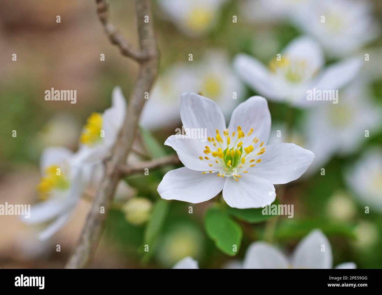 Thalictroides Isopyrum vicino Vienna, Austria Foto Stock