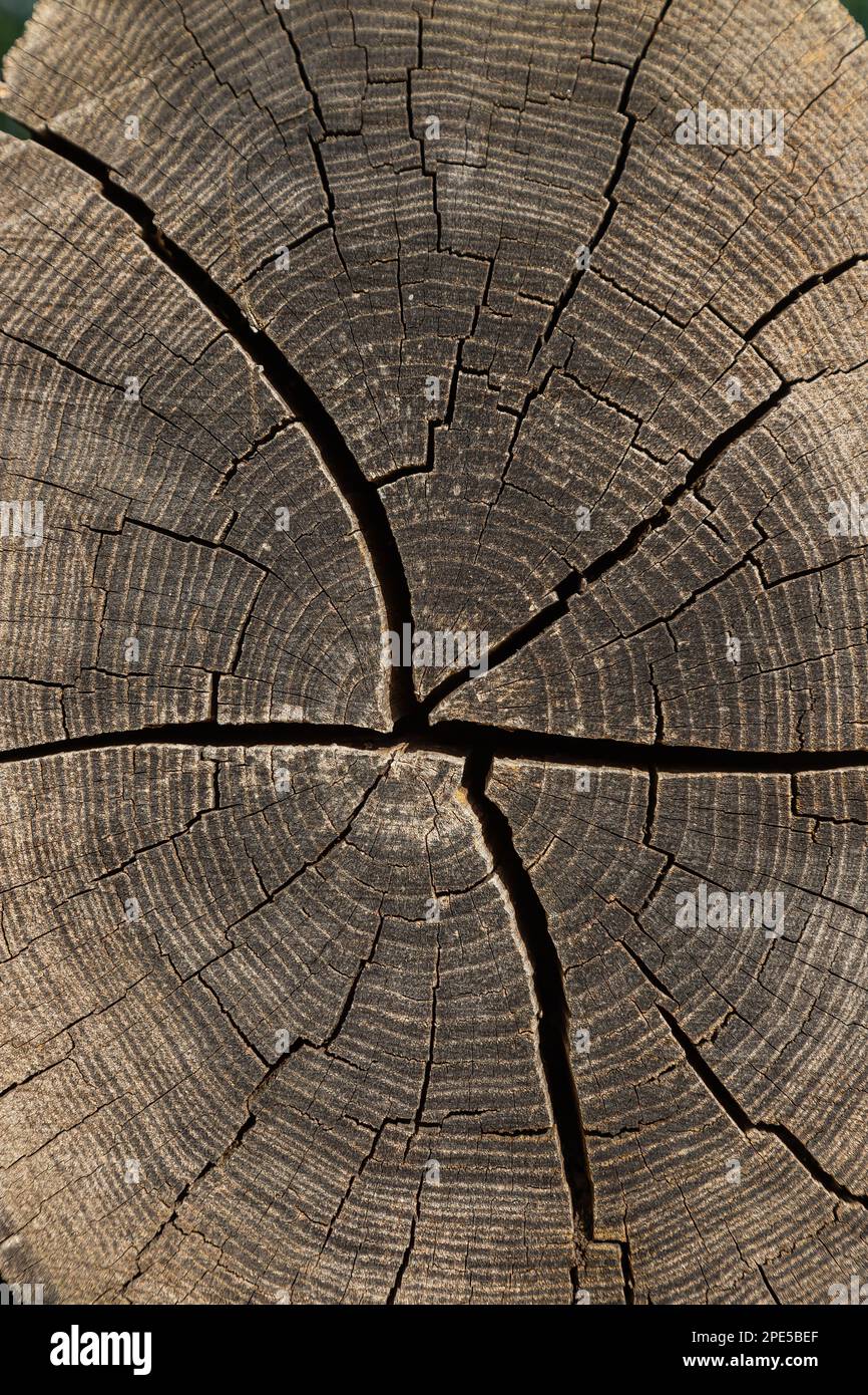 struttura di legno segato con crepe e anelli annuali. Bellissimo sfondo. astratto Foto Stock