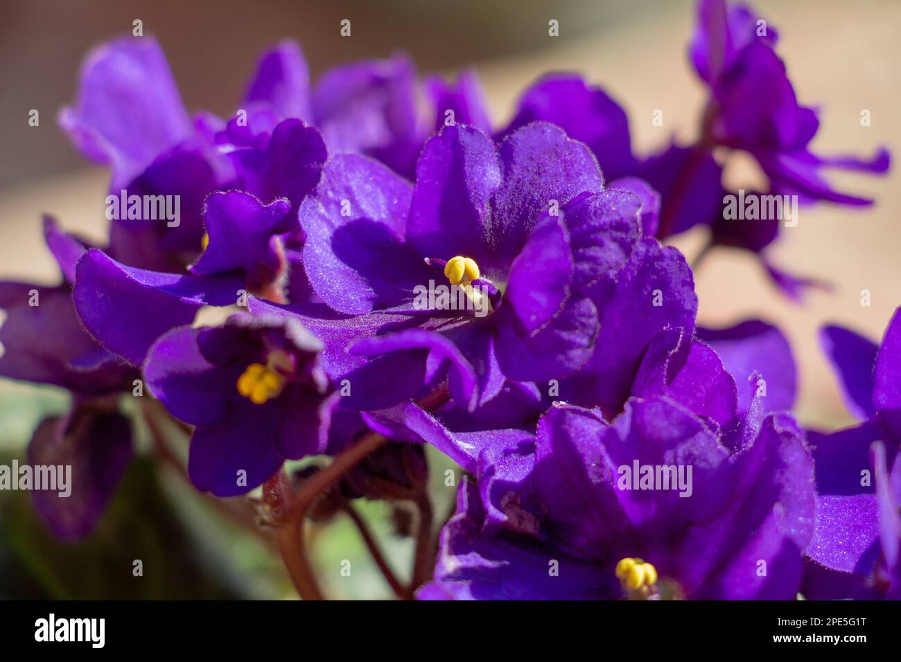 Viola africano in una pentola, macro immagine Foto Stock