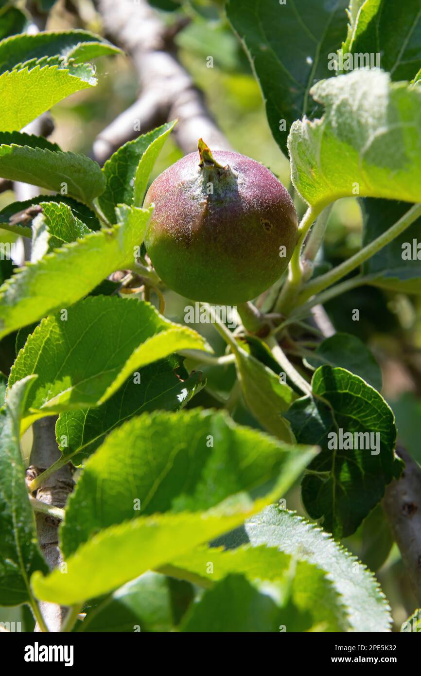 mele non mature su rami su uno sfondo di cielo blu, raccolto, cibo. estate. Foto Stock