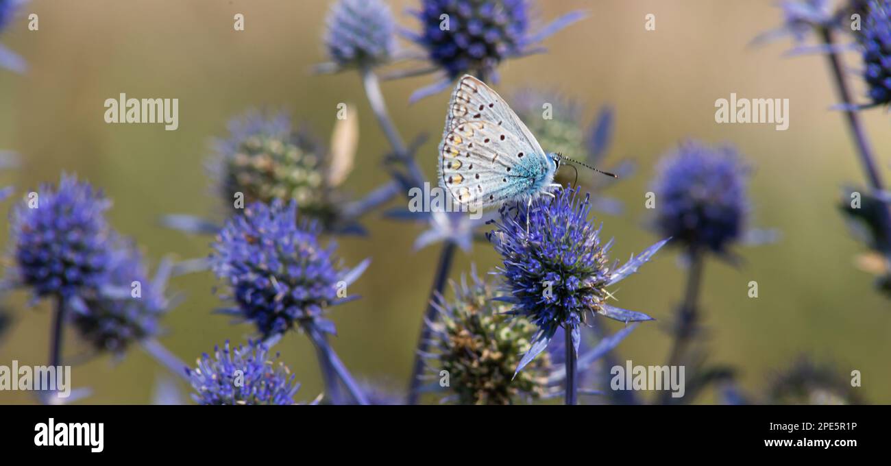 Fiore spiky. Fiori di cardo blu, Eryngium planum, eryngo blu. Cardi selvatiche viola fiorite. Farfalla blu su un fiore blu pungente. Foto Stock
