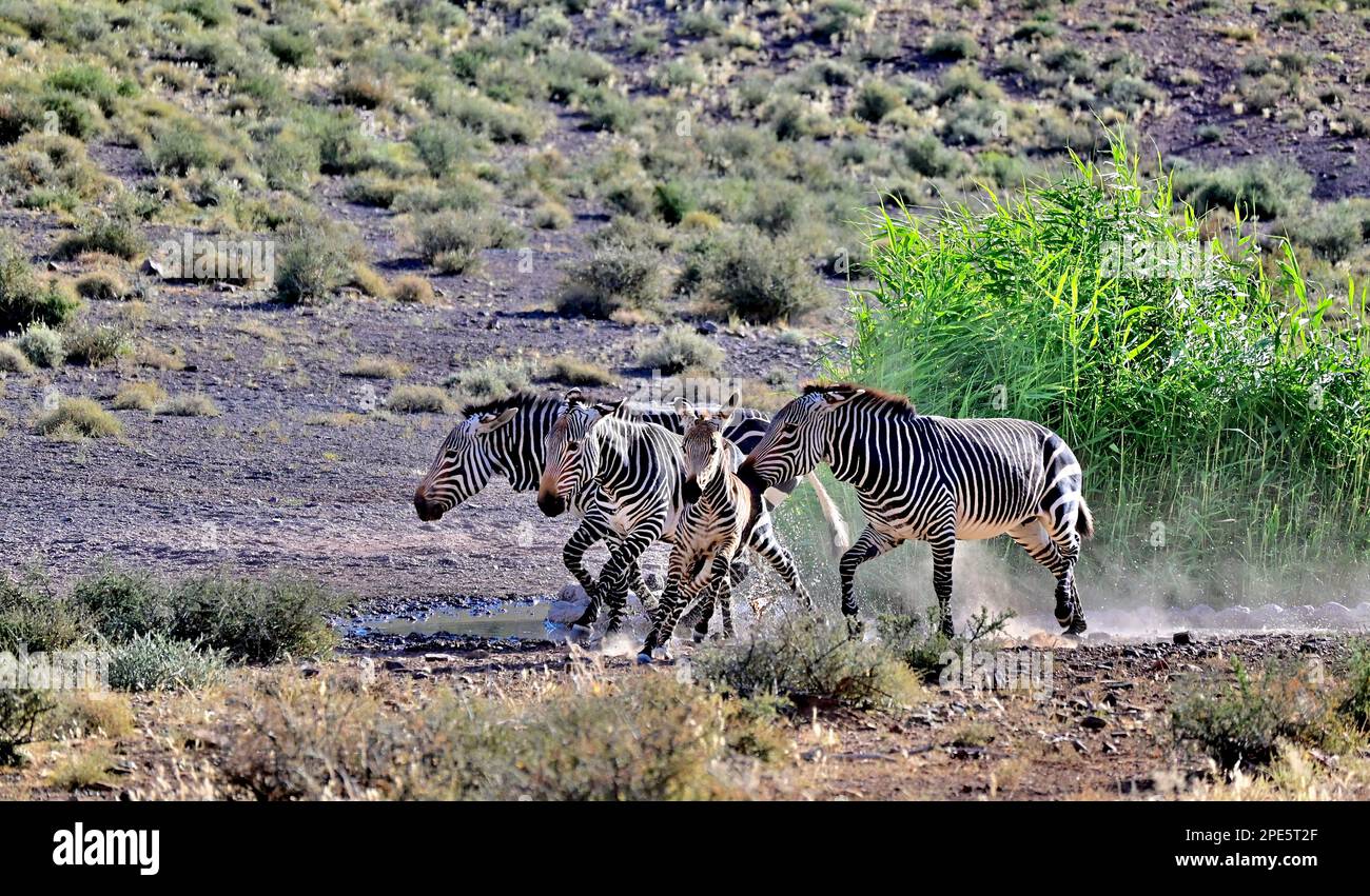 Cape zebra montagna lotta per la dominanza nel parco nazionale di Karoo, Beaufort West, Sud Africa. Foto Stock