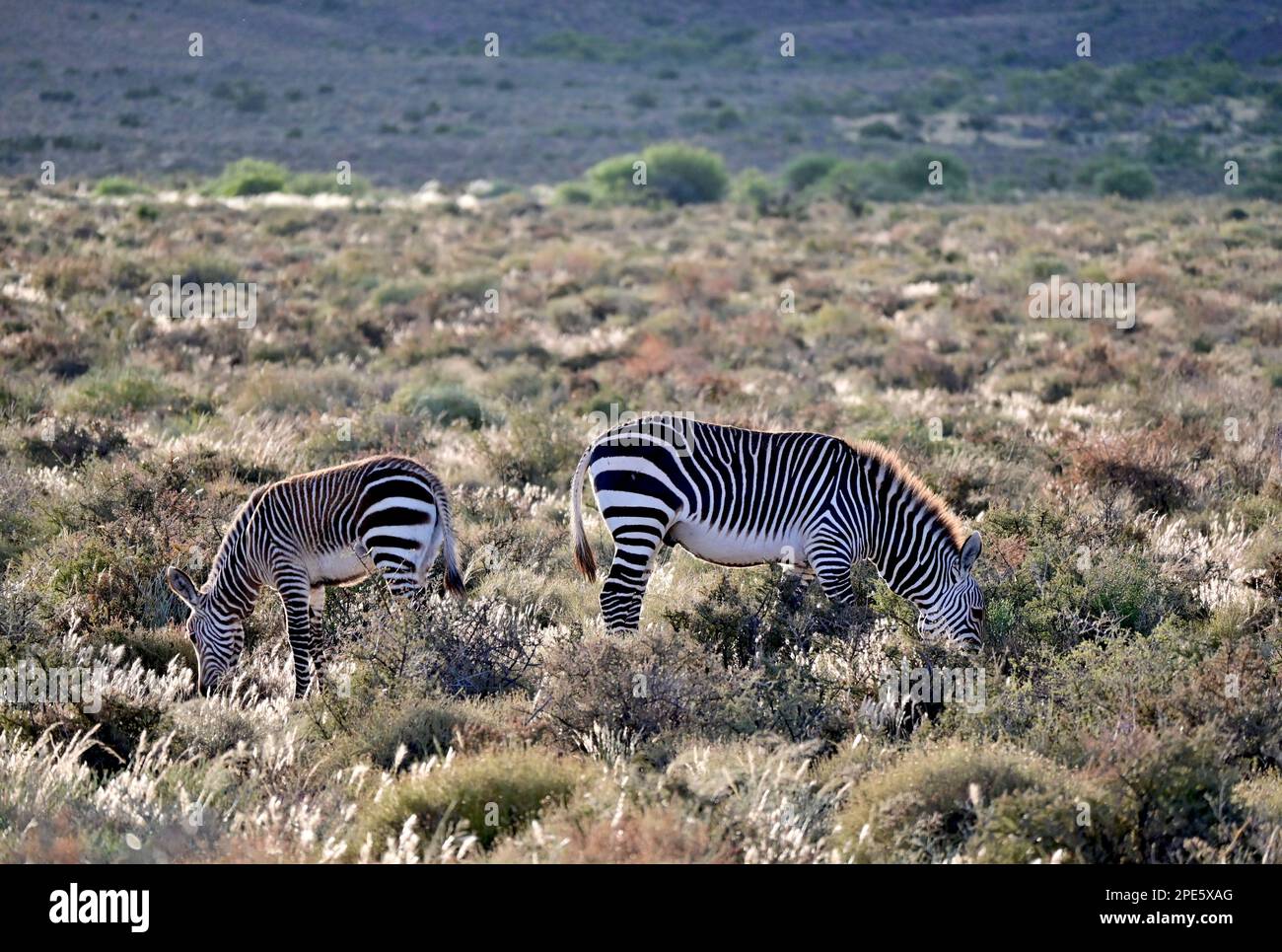 Zebra di montagna del Capo Foto Stock