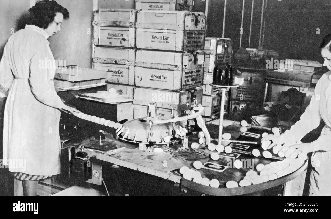 Classificazione delle uova in una fabbrica tedesca, c1933. Foto Stock Classificazione delle uova in una fabbrica tedesca, c1933. Foto Stock