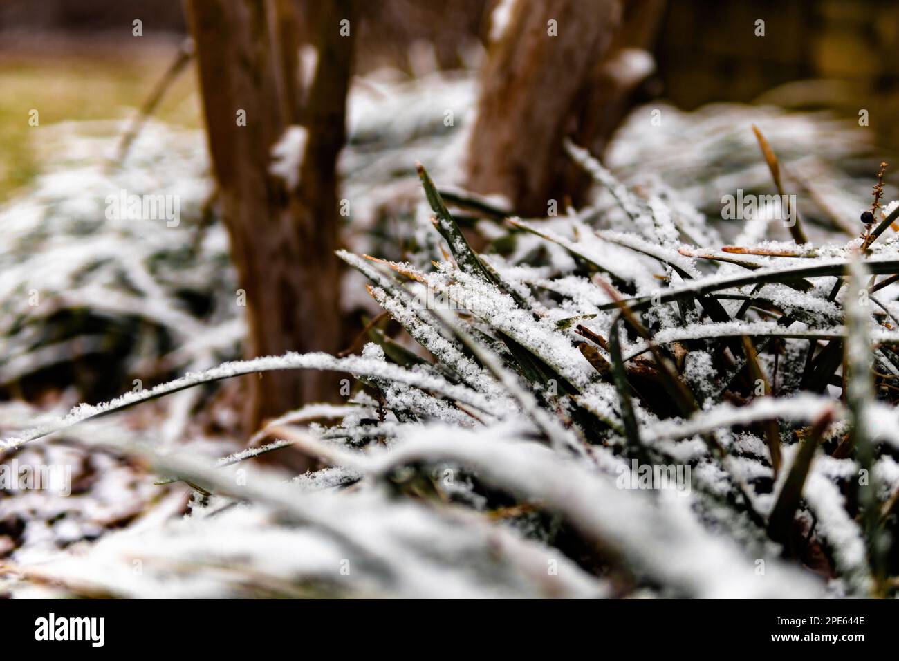 Un primo piano di piante snelle coperte da una coperta di neve fresca Foto Stock