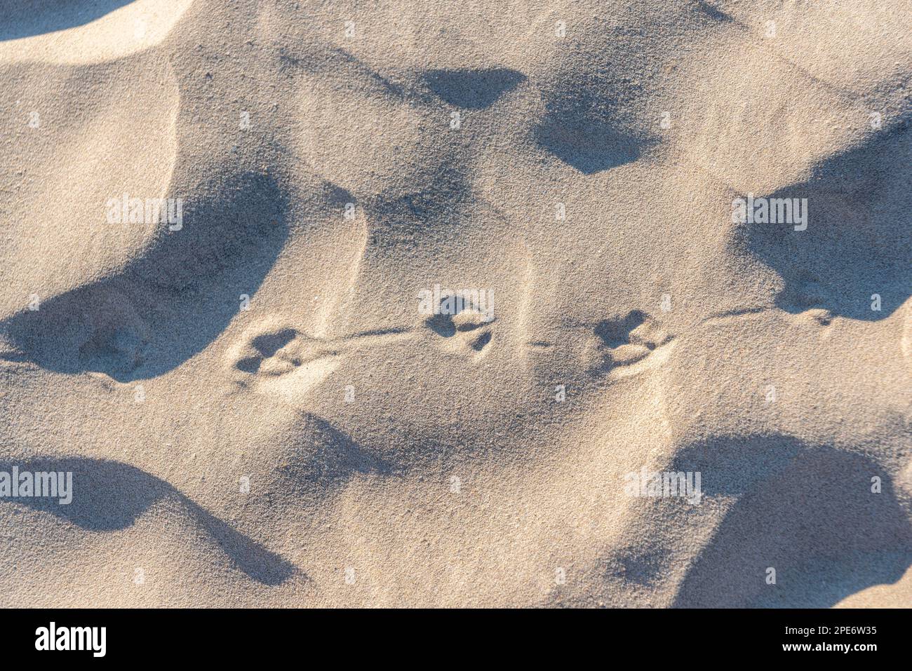 Tracce di un gabbiano nella sabbia. Costa olandese del Mare del Nord Foto Stock