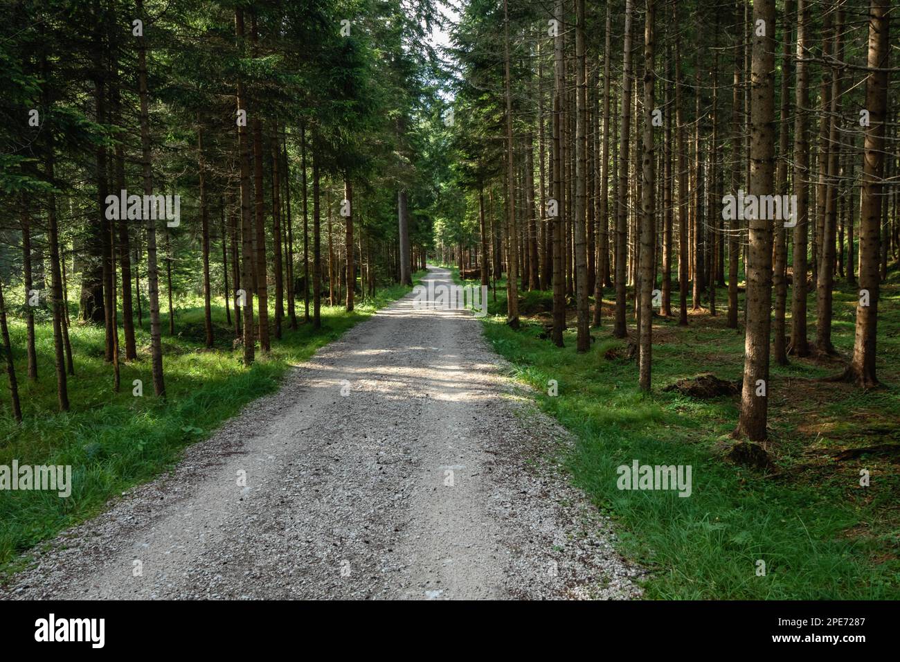 Passeggiate nel bosco nelle Dolomiti d'Italia. Dolomiti, Italia, Dolomiti, Italia, Europa Foto Stock