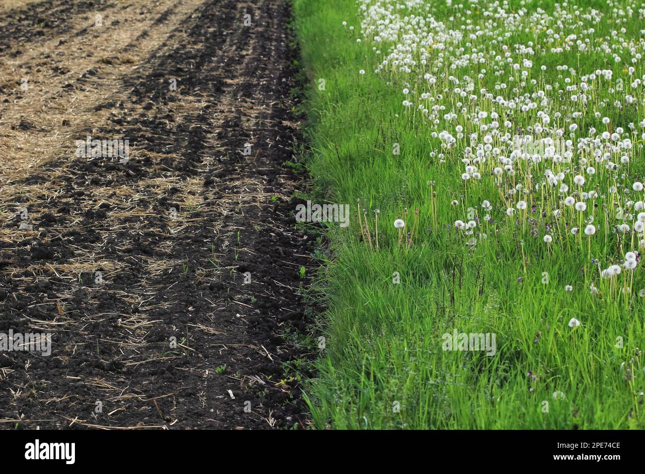 Verde prato fresco con fiori accanto ad un campo arato preparato per la semina Foto Stock