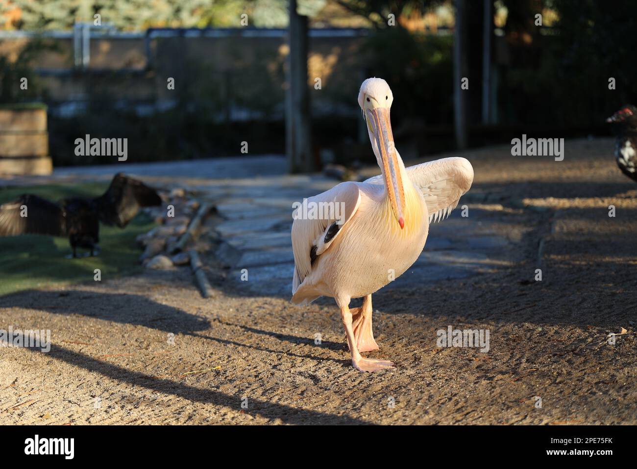 in mezzo all'affascinante mondo delle meraviglie aviarie, sorge un notevole pellicano con un gesto di grazia Foto Stock