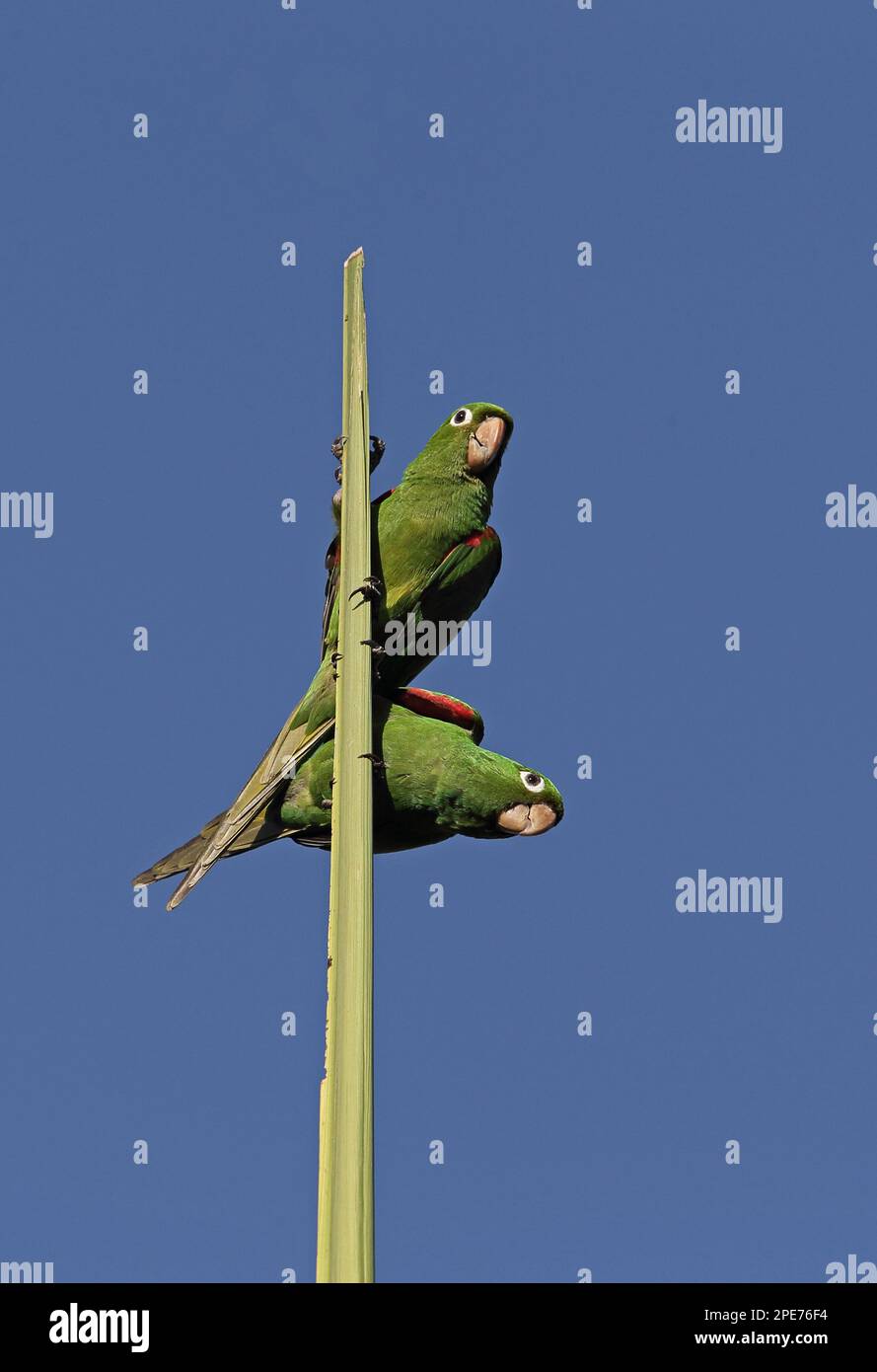 Coppia di paracadulte spagnole (Psittacara chloroptera), seduti sopra una palma, Giardino Botanico, Santo Domingo, Repubblica Dominicana Foto Stock