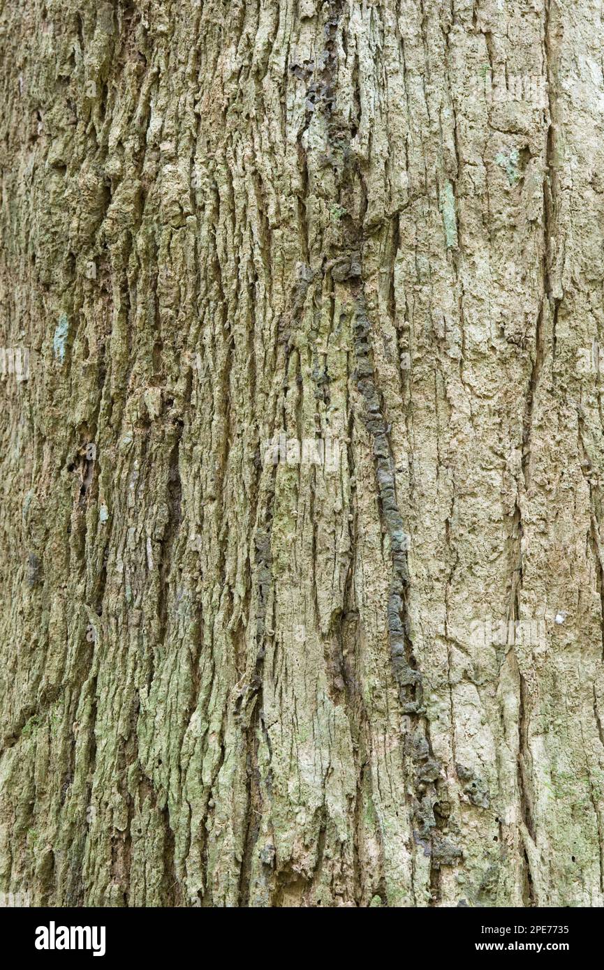 Futui (Jacaranda copaia) primo piano di corteccia, foresta pluviale di Iwokrama, Guiana Shield, Guyana Foto Stock