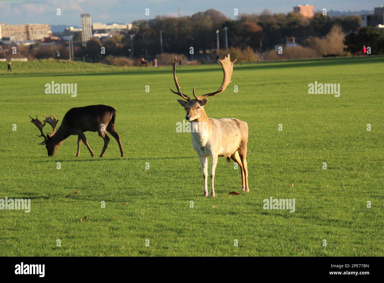 In mezzo alla tranquilla bellezza di un parco irlandese, un grazioso cervo si erge e gioca, incarnando l'essenza serena dell'affascinante fauna selvatica irlandese Foto Stock