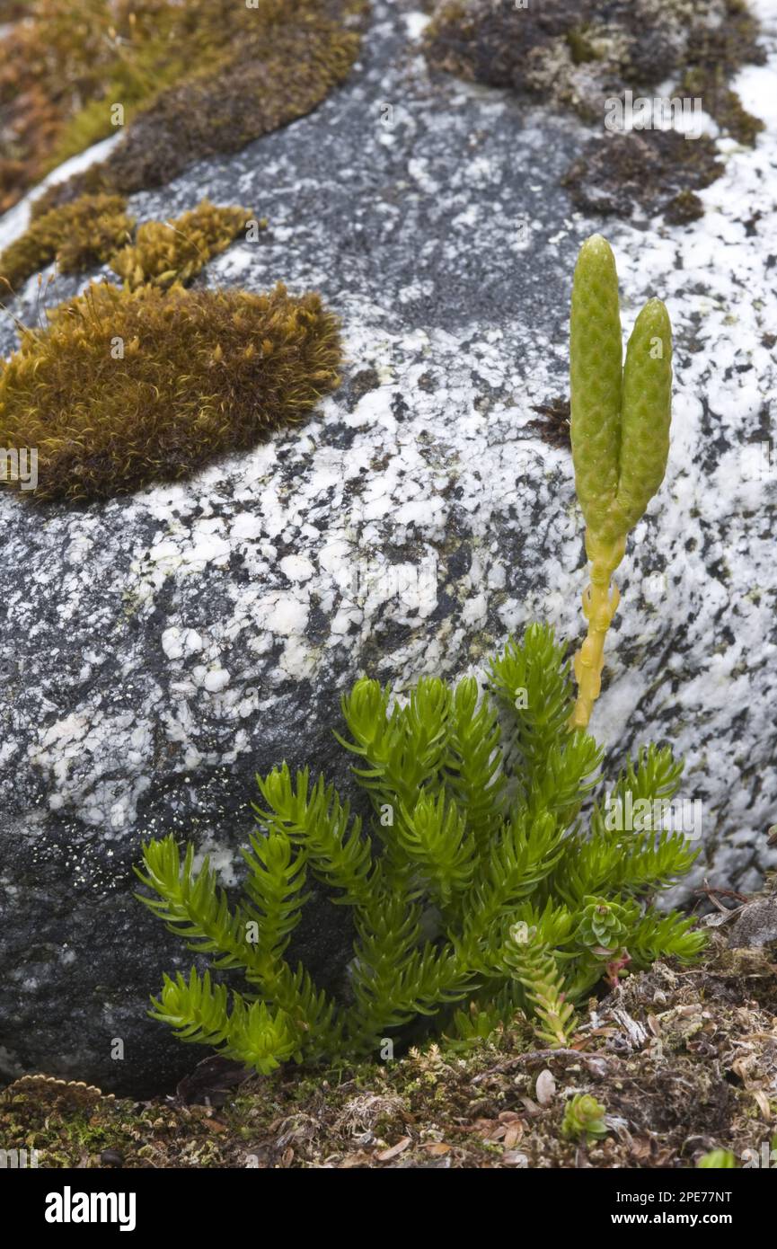 Magellanic clubmuss (Lycopodium magellanicum) stromobilus, Cordillera Darwin, Isla Grande de Tierra del Fuego, Patagonia Meridionale, Tierra del Fuego Foto Stock