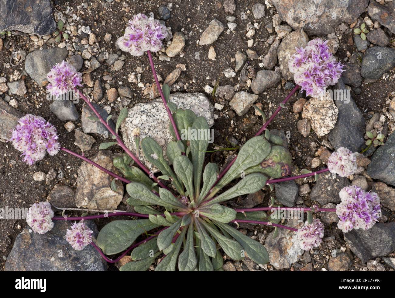 Pussypaws (Calyptridium monospermum) a semi, fioritura, crescita su ghiaia vulcanica, Cone Peak, Cascade Mountains, Oregon (U.) S. A Foto Stock