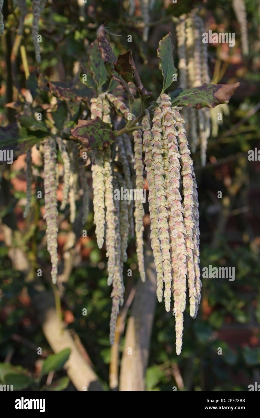 Wavyleaf Silktassle (Garrya ellittica) primo piano di cetrioli maschi, coltivati in giardino, Mendlesham, Suffolk, Inghilterra, Regno Unito Foto Stock