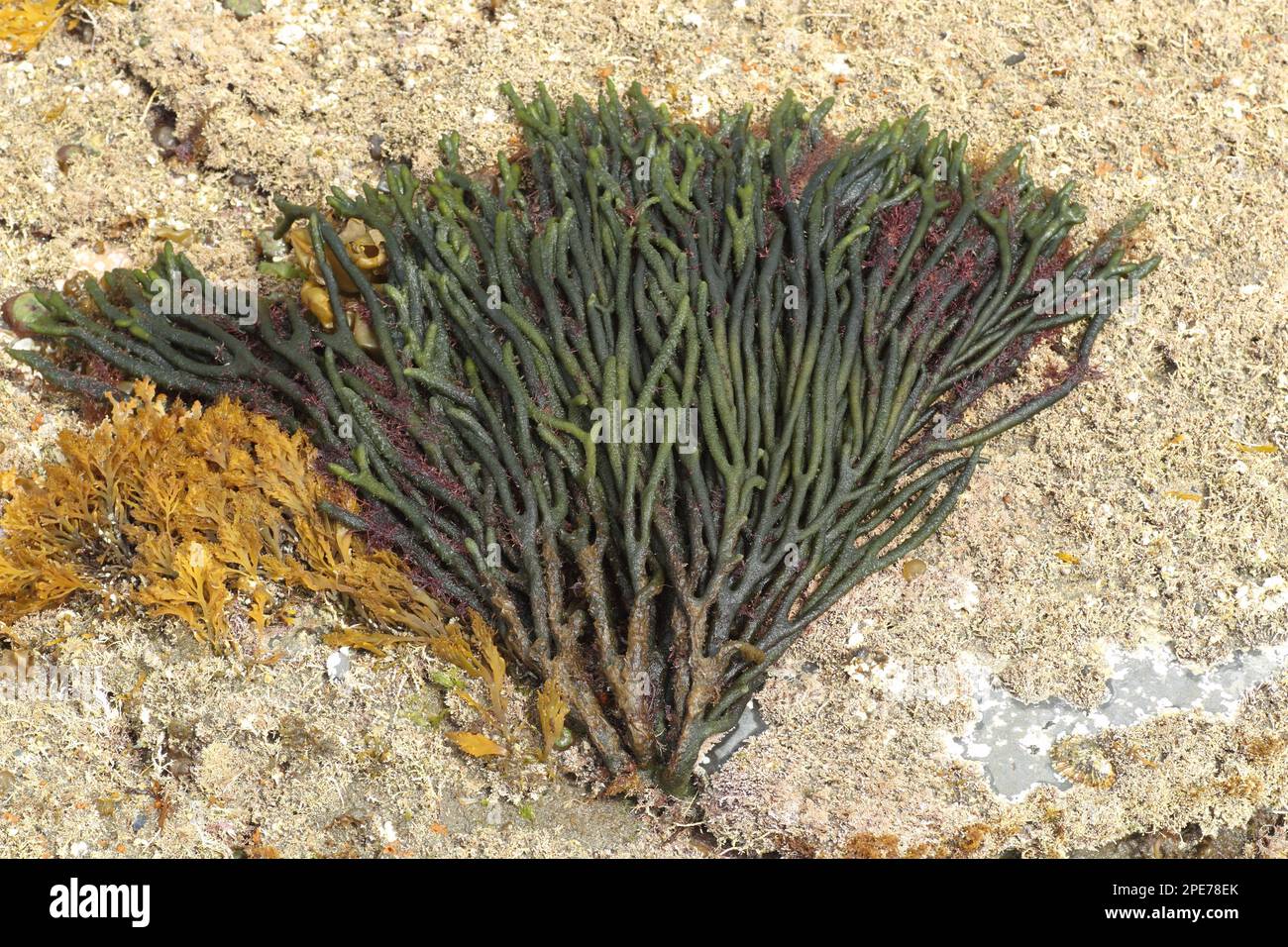 Il vello verde (Codium fragile) ha introdotto specie invasive attaccate alla roccia con la bassa marea, Kimmeridge, Isola di Purbeck, Dorset, Inghilterra, Regno Unito Foto Stock